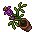Bellflower