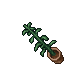 Indoor Plant