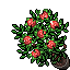 Red Roses