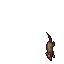 Rat