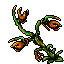 Spit Nettle