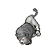 White Lion